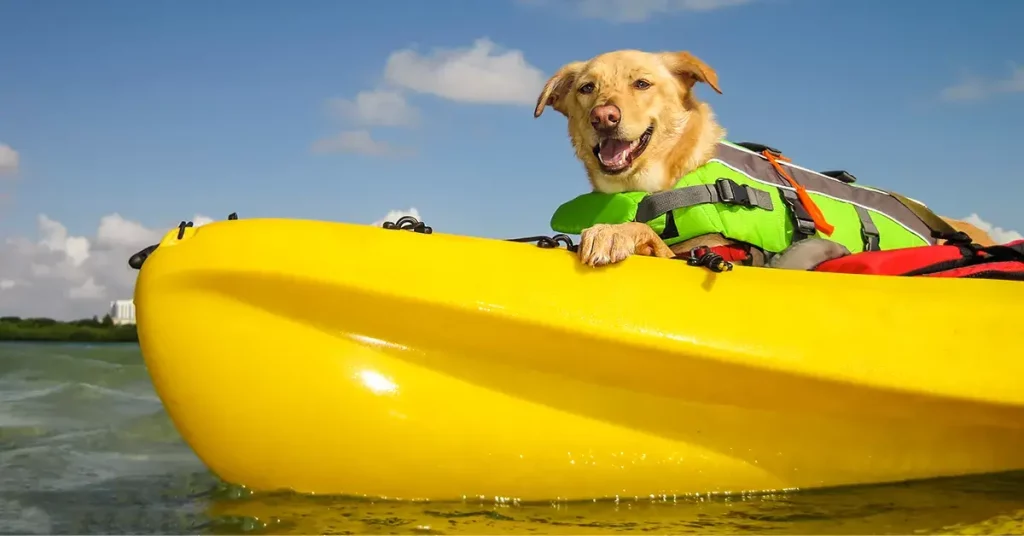 0 featured 2022 09 best kayaks for large dogs