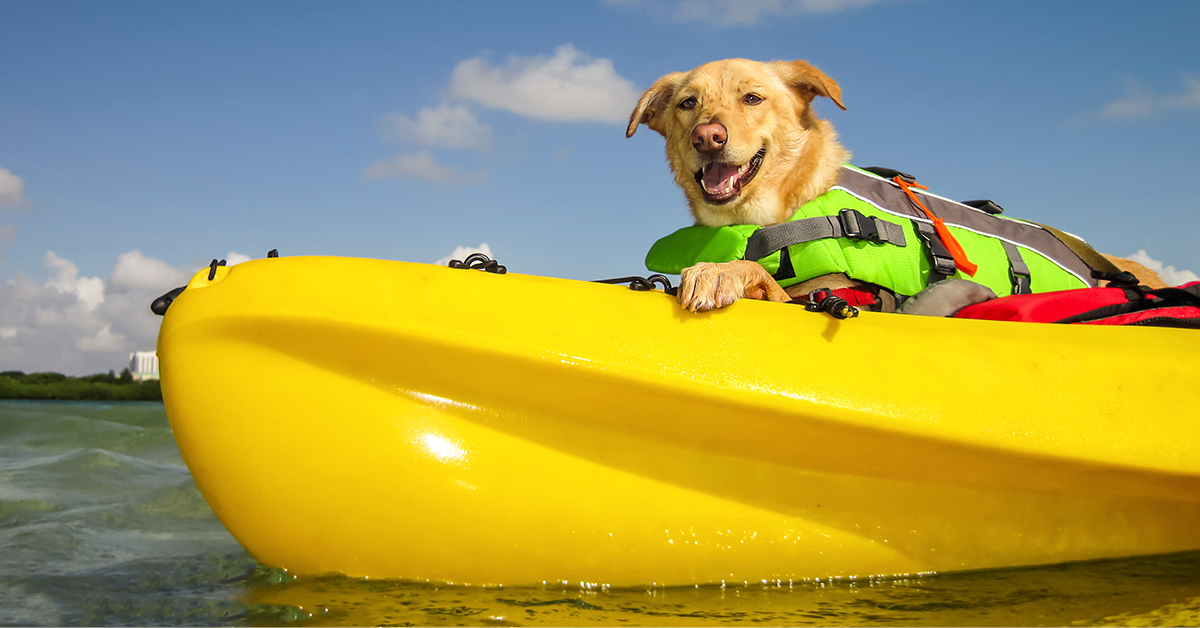 Best Kayaks For Large Dogs Kayak With Your Big Pup!