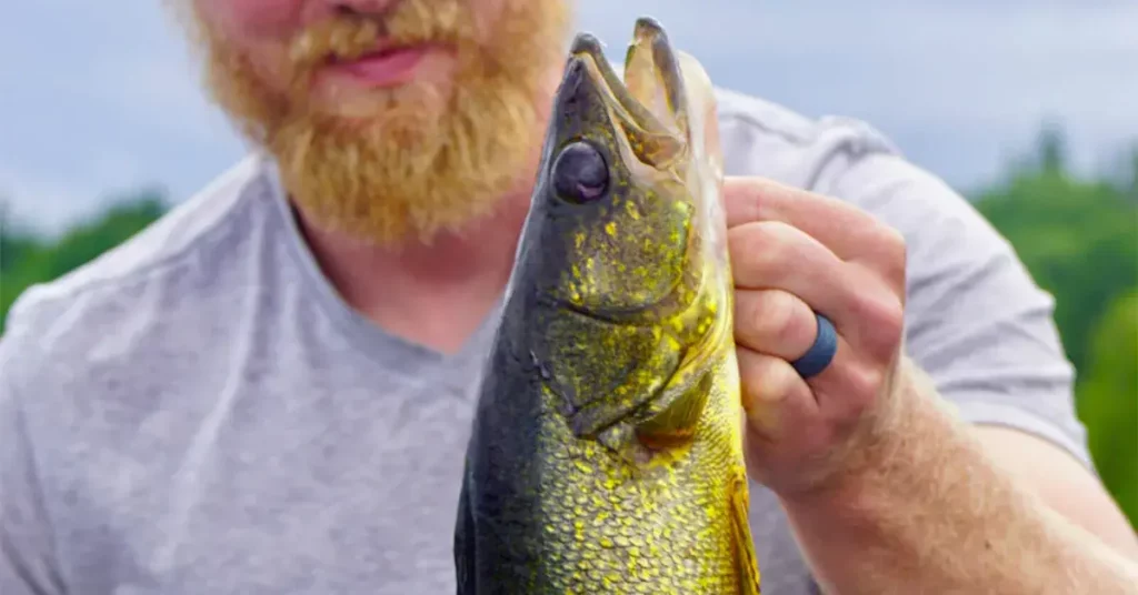 0 featured 2022 07 walleye fishing tips and tactics