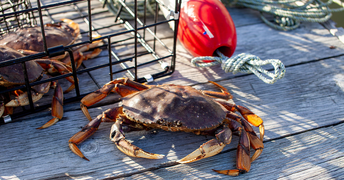 Surf Fishing Blacks Beach: Using Sand Crabs for Surf Fishing 