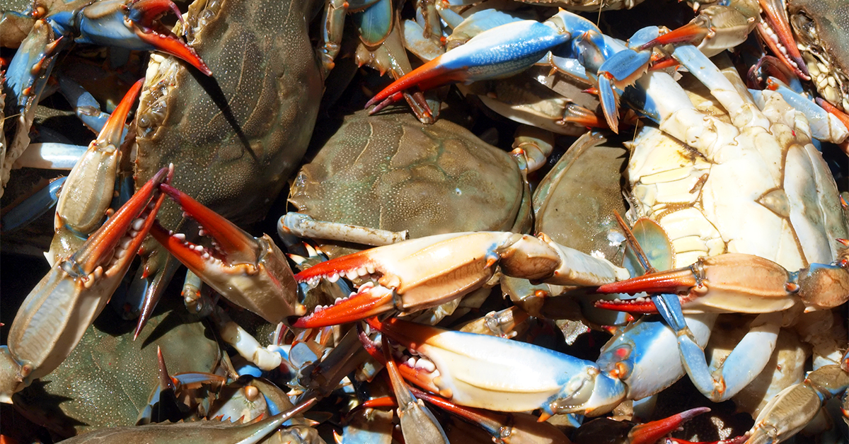 How Many Crabs Are In A Bushel? Crab Measurements Explained