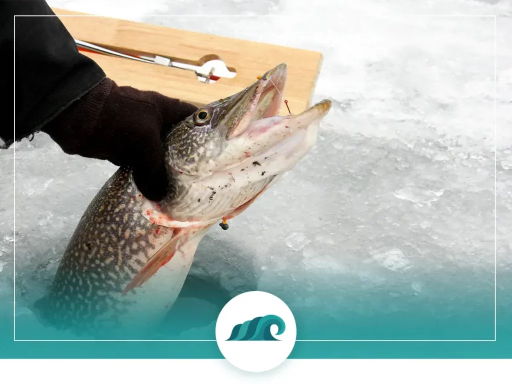 1 2022 08 Best Ice Fishing Tip Ups Why do you need