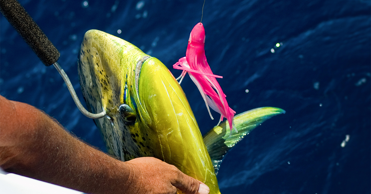 Fishing Gaffs Gaff Fish In Blue Water, Kayaks, And On The Ice