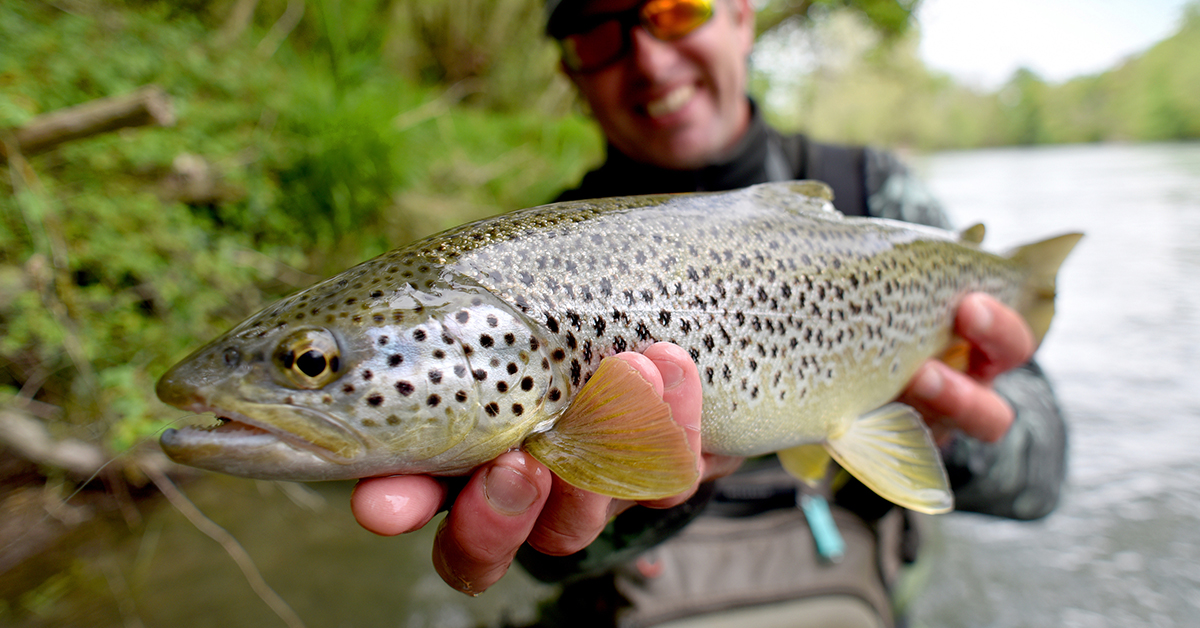 How To Get Fish Smell Off Your Hands? (6 Easy Methods)