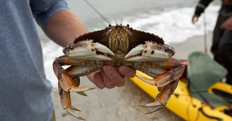 0 featured 2022 07 ultimate kayak crabbing guide