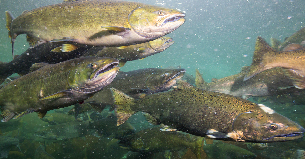 Fish Spawning Explained How Does It Affect Fishing? The Coastal Side
