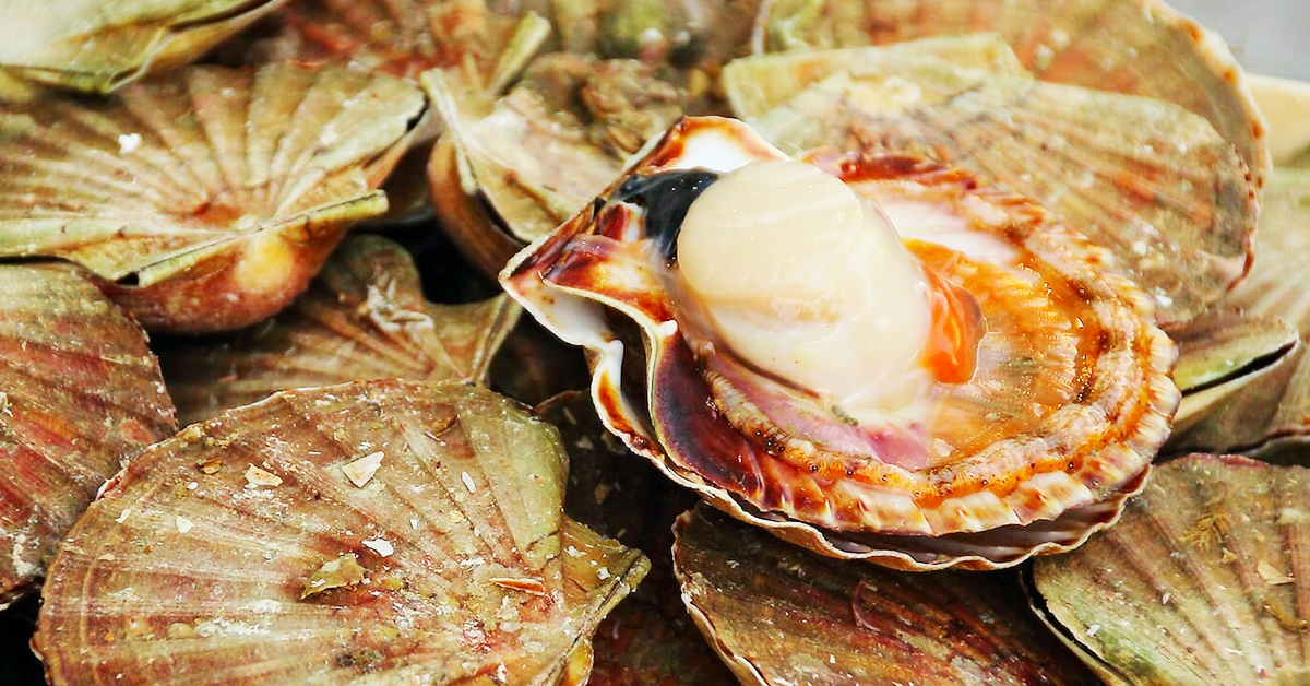How To Catch Scallops? Scalloping Tips, Techniques & Gear The Coastal