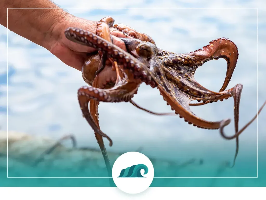 2 2022 07 how to catch octopus spearing grabbing octopus