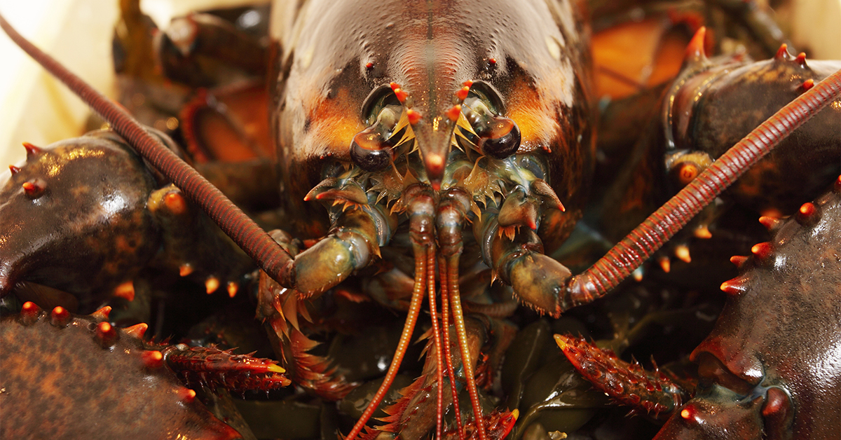 How To Catch Lobster? Tips, Techniques & Gear