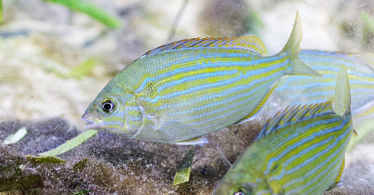 Pinfish Guide How To Trap, Catch & Rig For Bait