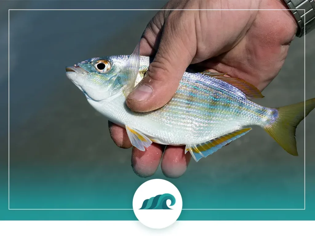 3 2022 07 pinfish guide how to catch