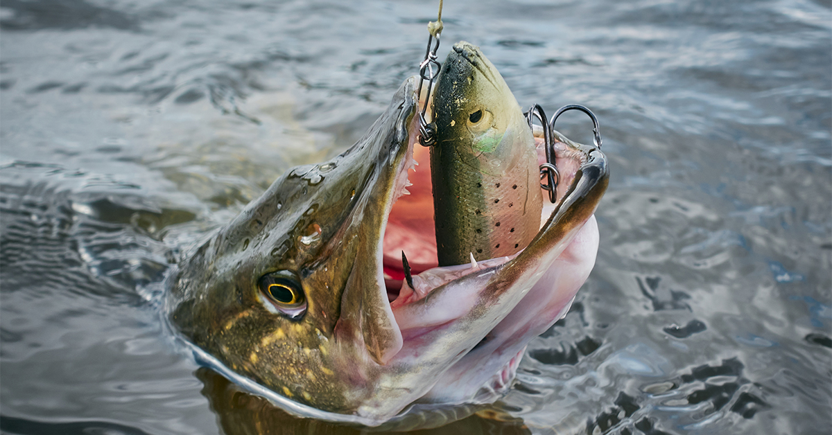 10 Best Pike Lures Catch Monster Northerns!