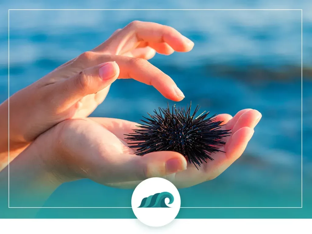 2 2022 07 sea urchin harvesting guide how to harvest