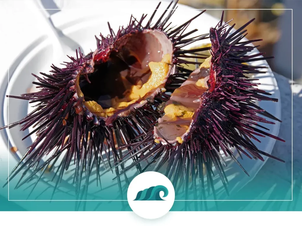 3 2022 07 sea urchin harvesting guide how to prepare
