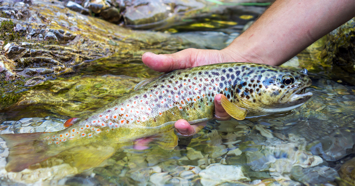 Trout Fishing For Beginners A To Z Trout Fishing Basics