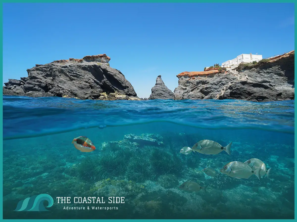 Fish swimming under the water in spain