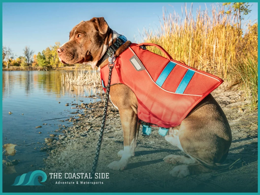 Dog life jacket