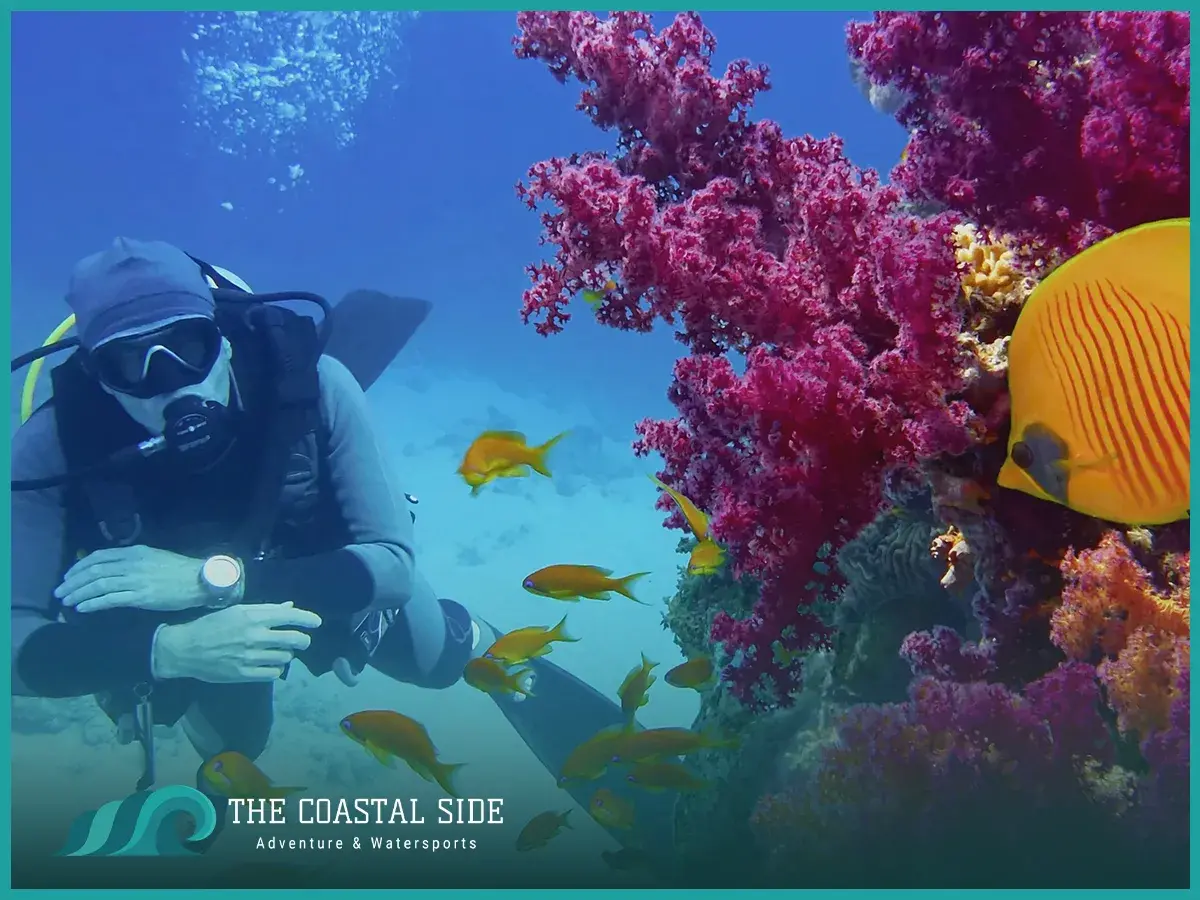 Yellow fish and purple coral seen while scuba diving