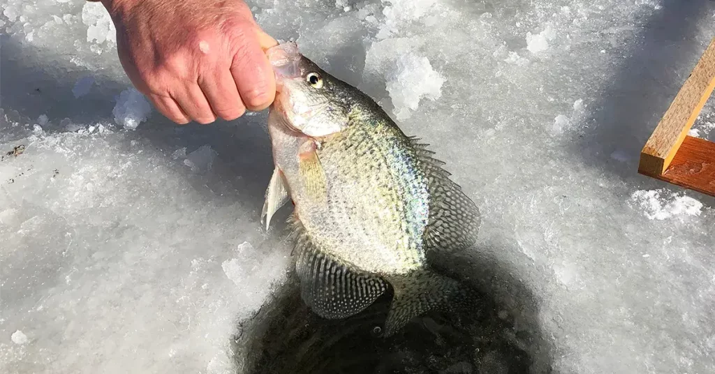0 featured 2022 08 the best ice fishing for crappies tips you need this winter