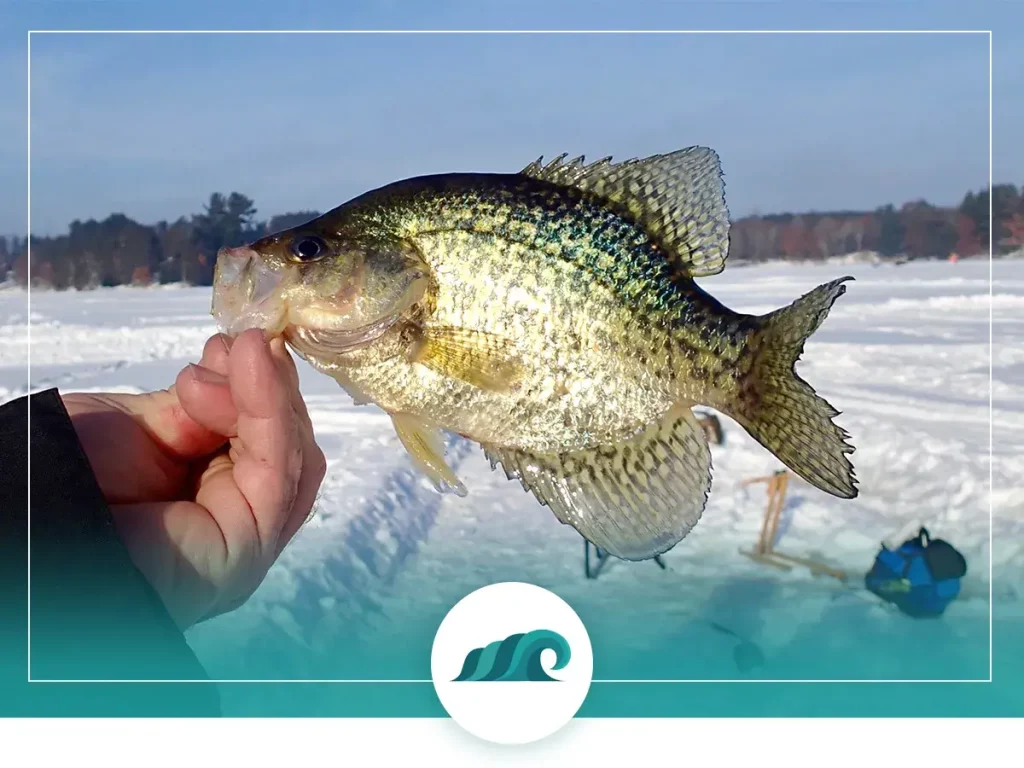 1 2022 08 the best ice fishing for crappies tips you need this winter research and ask locals