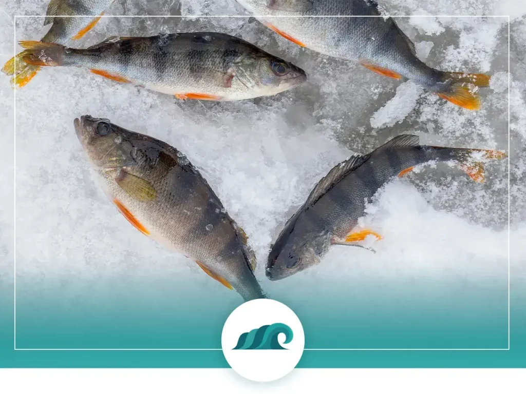 How do you keep fish from freezing while ice fishing