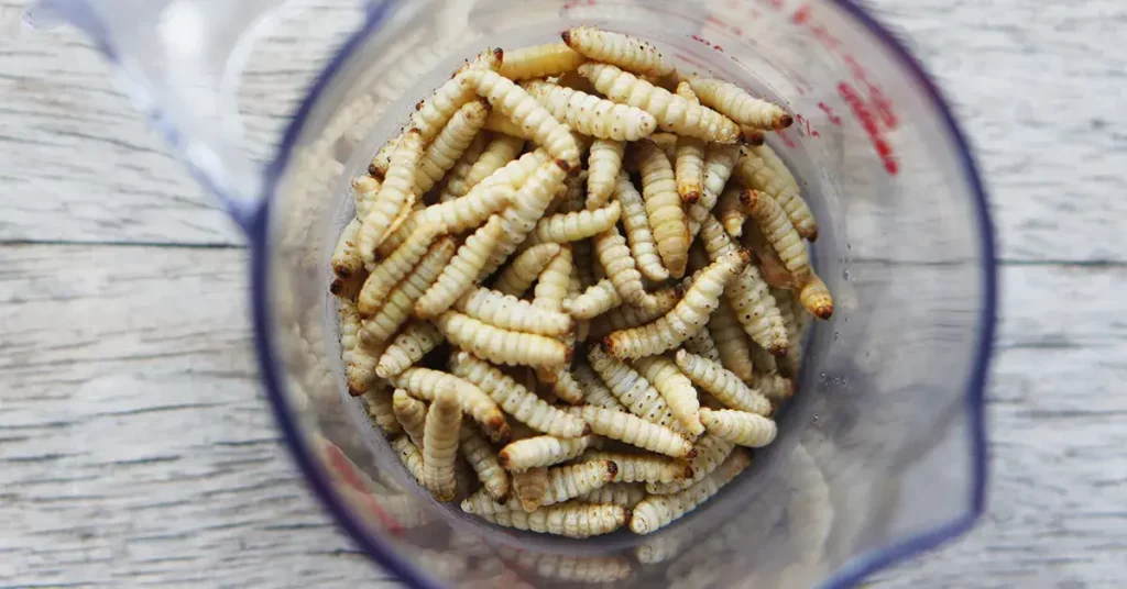 A guide to suing wax worms for ice fishing