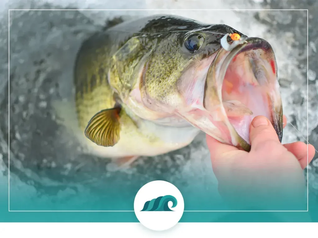 Why should you use topwater lures in cold seasons bass fishing