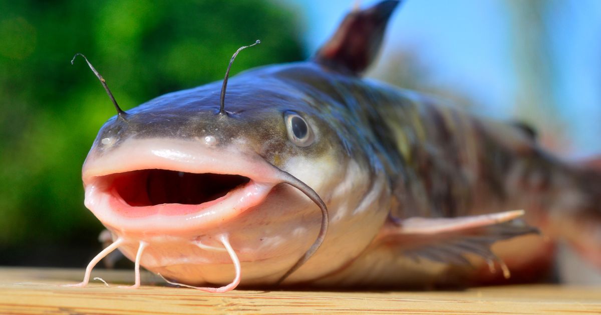How Long Do Catfish Live? Understanding And Caring For Your Pet