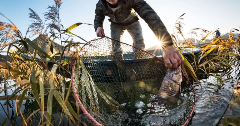 How to catch carp