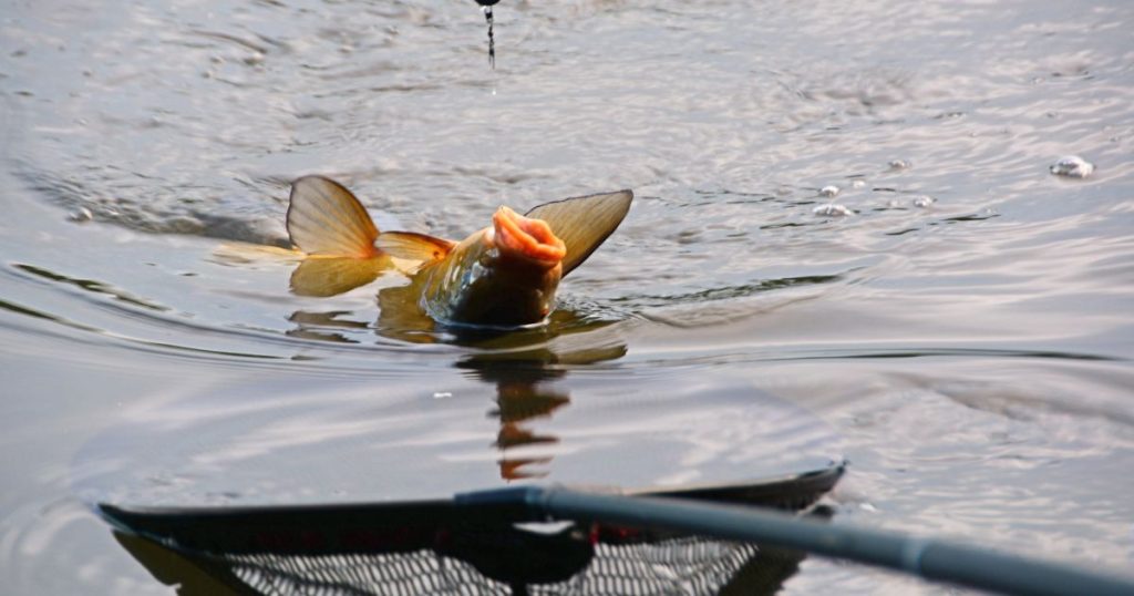 Catching a carp fish