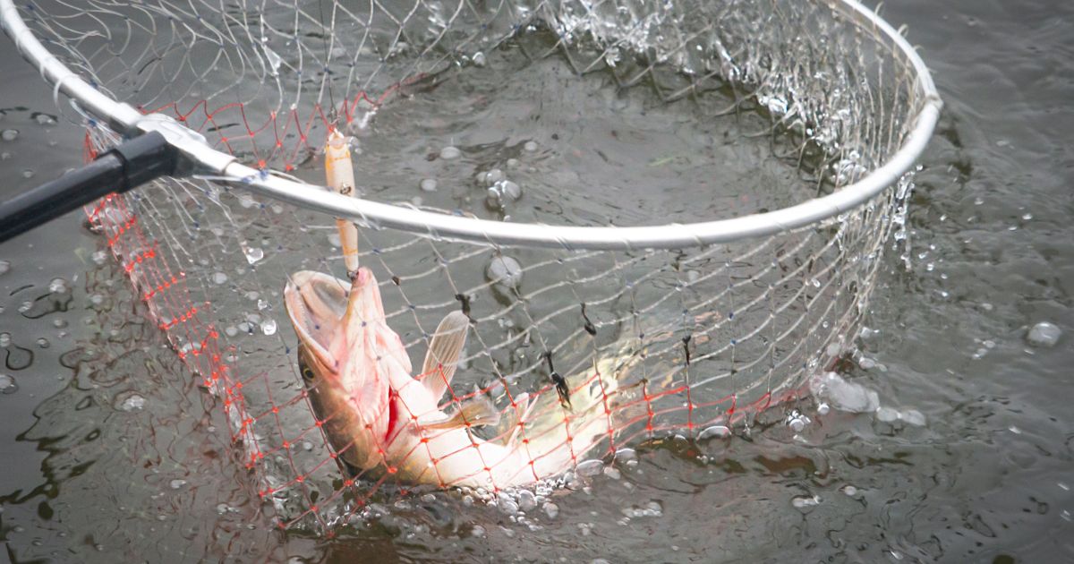 How To Hold A Pike The Ultimate Guide